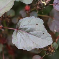 Hibiscus acetosella Welw. ex Hiern